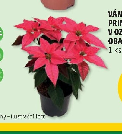 VÁNOČNÍ HVĚZDA PRINCETTIA V OZDOBNÉM OBALU