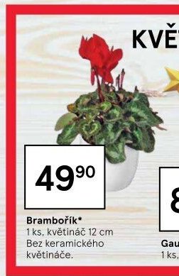 Brambořík