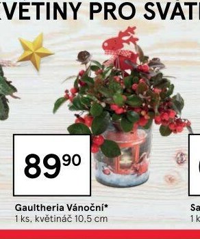 Gaultheria Vánoční
