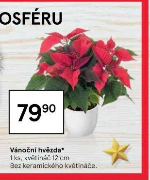 Vánoční hvězda