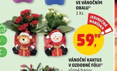 KOLOPEJKA VE VÁNOČNÍM OBALU