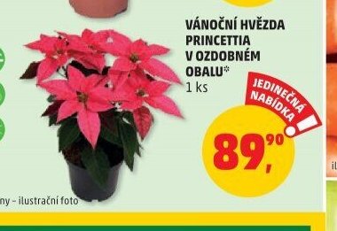 VÁNOČNÍ HVĚZDA PRINCETTIA V OZDOBNÉM OBALU