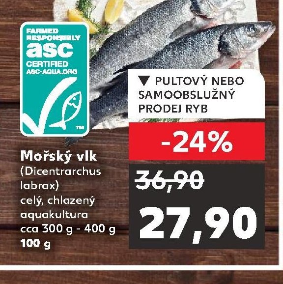 Mořský vlk (Dicentrarchus labrax)
