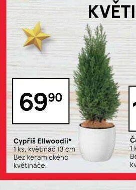 Cypřiš Ellwoodii*