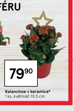 Kalanchoe v keramice*