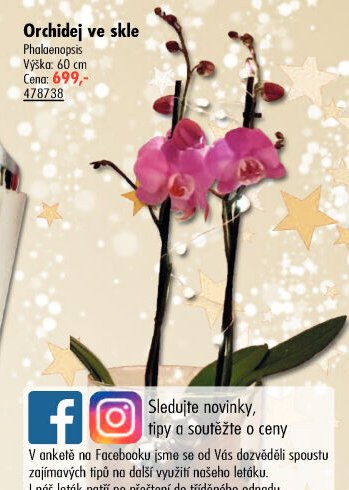 Orchidej ve skle - UNI HOBBY akcniletaky.com