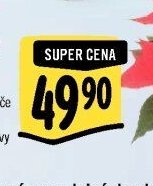 Vánoční hvězda* (9 cm)