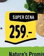 Kompozice se stromečkem*