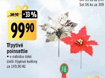 Třpytivé poinsettie