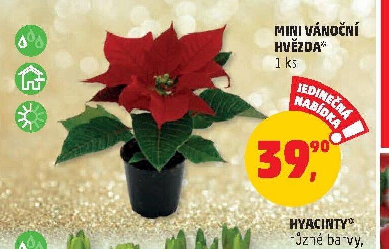 MINI VÁNOČNÍ HVĚZDA
