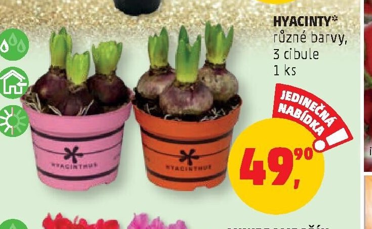 HYACINTY
