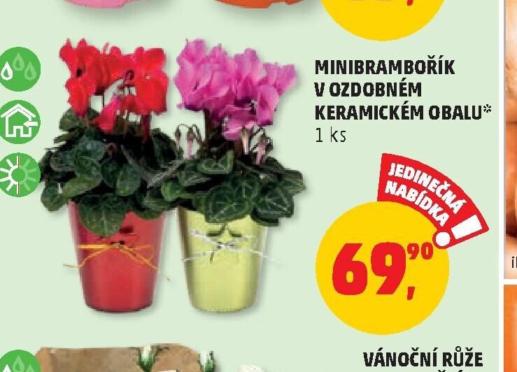 MINIBRAMBOŘÍK V OZDOBNÉM KERAMICKÉM OBALU