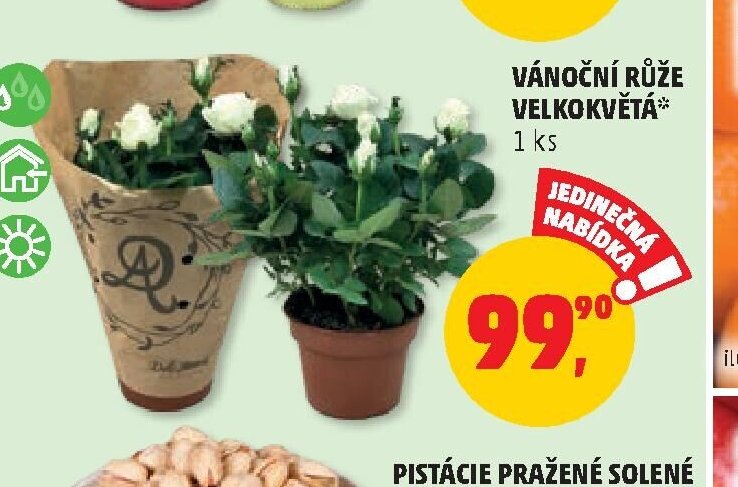 VÁNOČNÍ RŮŽE VELKOKVĚTÁ