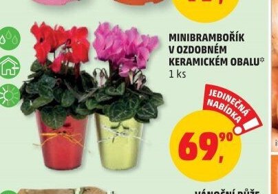 MINIBRAMBOŘÍK V OZDOBNÉM KERAMICKÉM OBALU