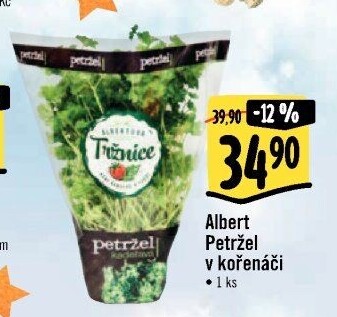 Bylinky v květináči Albert