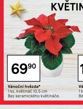 Vánoční hvězda* 10,5 cm