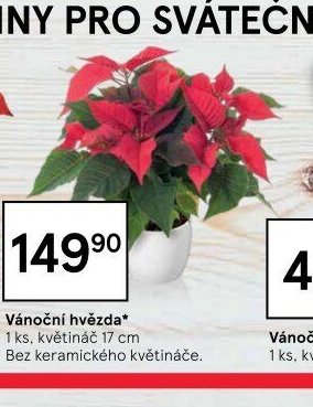 Vánoční hvězda* 17 cm