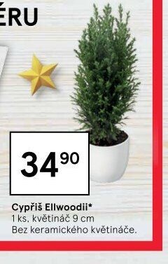 Cypřiš Ellwoodii*