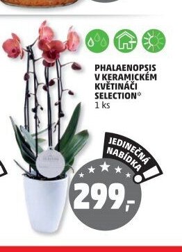PHALAENOPSIS V KERAMICKÉM KVĚTINÁČI SELECTION
