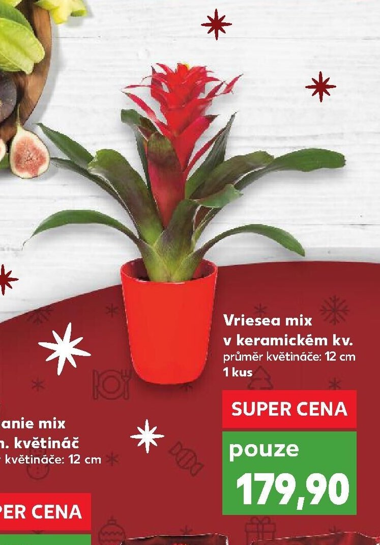 Vriesea mix v keramickém kv.