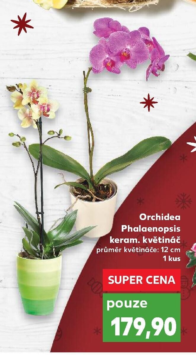 Orchidea Phalaenopsis keram. květináč