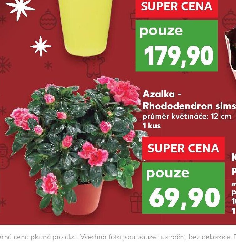 Azalka - Rhododendron simsii