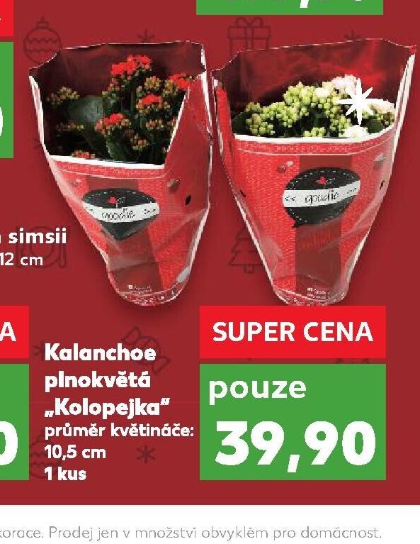 Kalanchoe plnokvětá Kolopejka