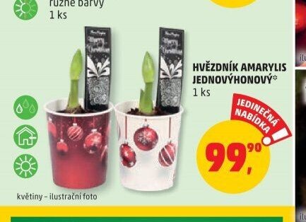 HVĚZDNÍK AMARYLIS JEDNOVÝHONOVÝ