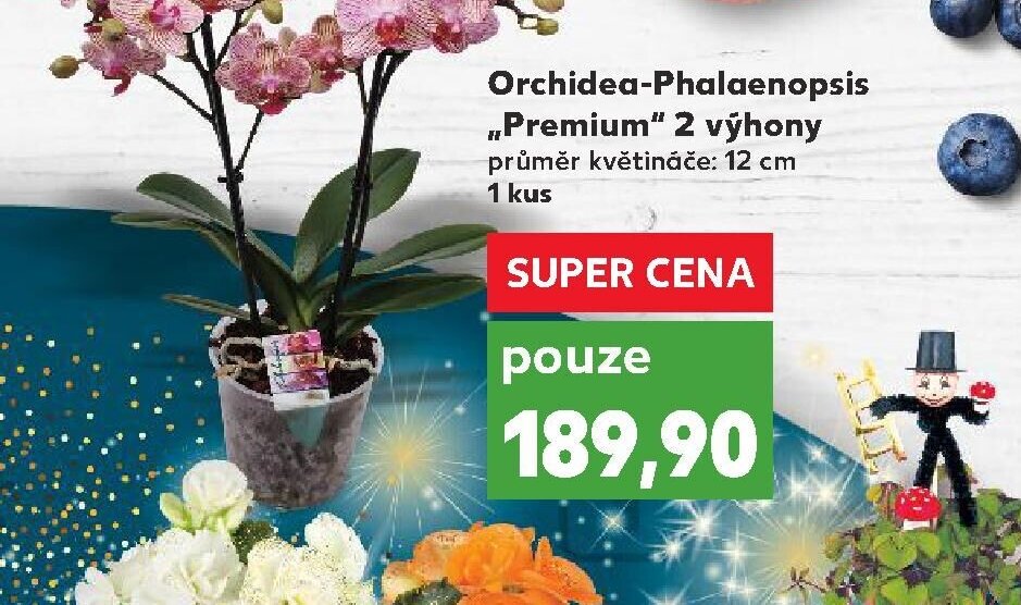 Orchidea-Phalaenopsis