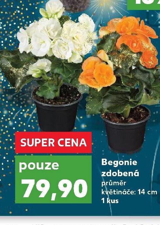 Begonie zdobená