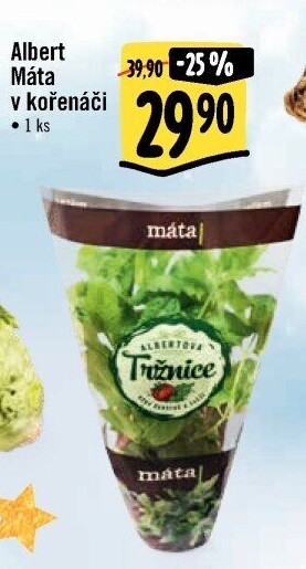 Bylinky v květináči Albert