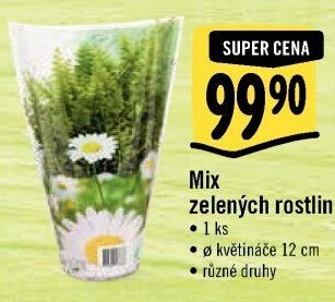 Mix zelených rostlin