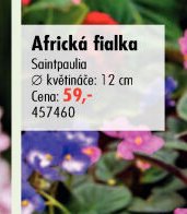 Africká fialka - UNI HOBBY akcniletaky.com
