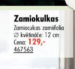 Zamiokulkas - UNI HOBBY akcniletaky.com
