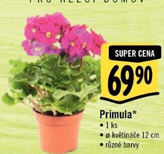 Primule - Petrklíč - Prvosenka