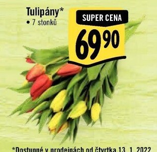 Řezané tulipány
