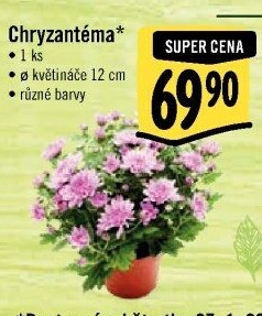 Chrysanthemum - Chryzantéma