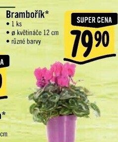 Cyclamen - Brambořík