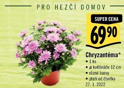 Chrysanthemum - Chryzantéma