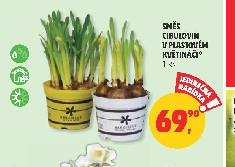 SMĚS CIBULOVIN V PLASTOVÉM KVĚTINÁČI