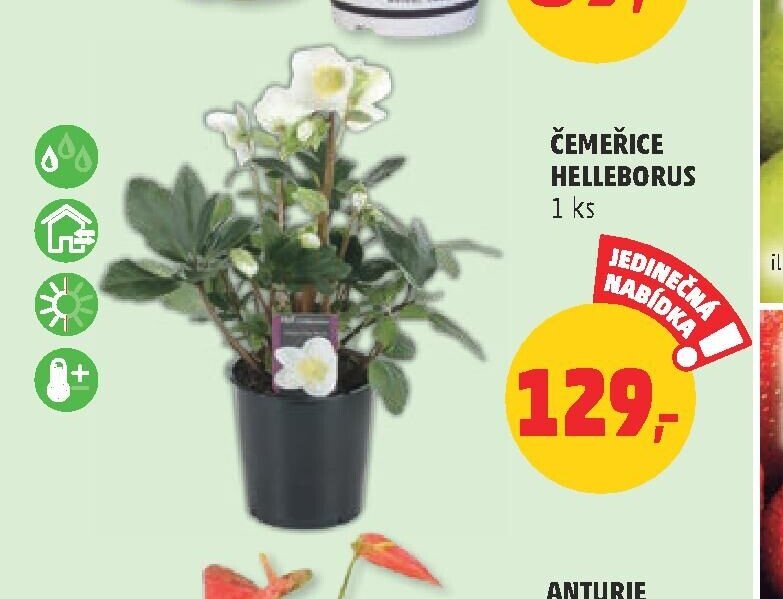 ČEMEŘICE HELLEBORUS