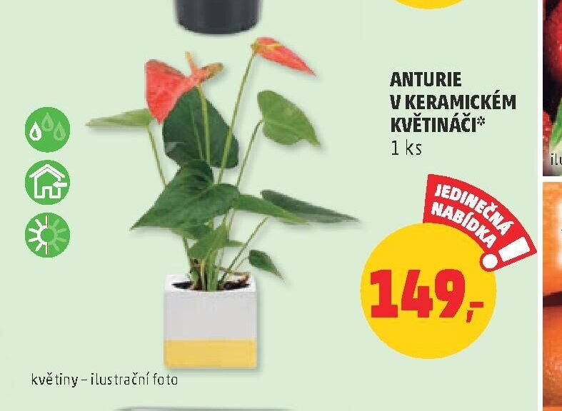 ANTURIE V KERAMICKÉM KVĚTINÁČI