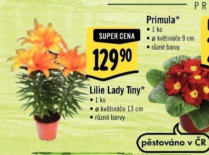 Lilie Lady Tiny*