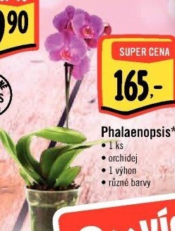Orchidej - Albert akcniletaky.com