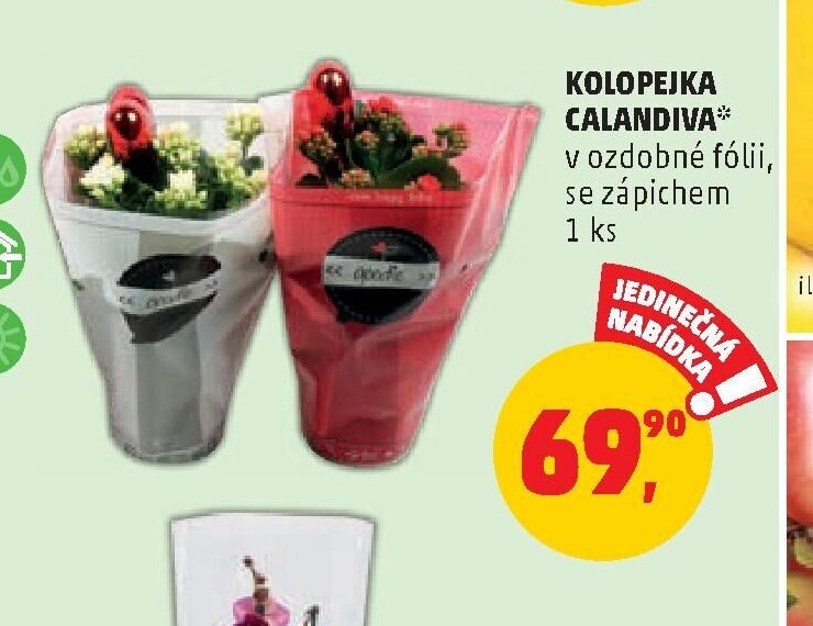 KOLOPEJKA CALANDIVA