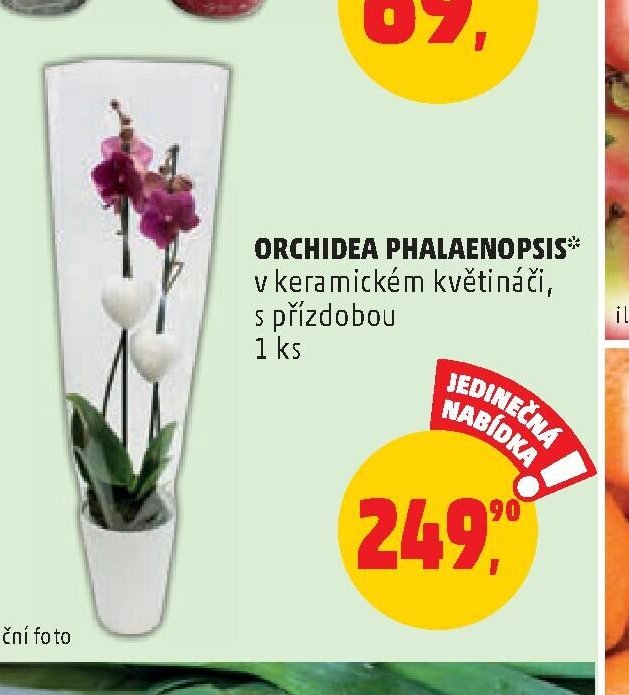 ORCHIDEA PHALAENOPSIS