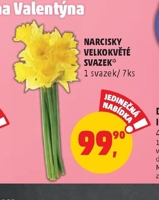 NARCISKY VELKOKVĚTÉ SVAZEK