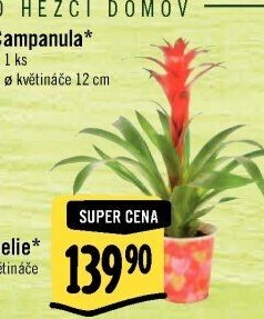 Bromelia