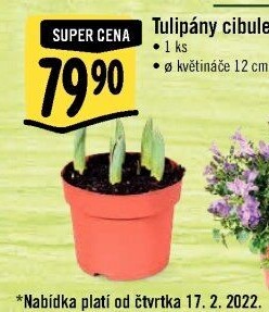 Cibulky květin - cibuloviny