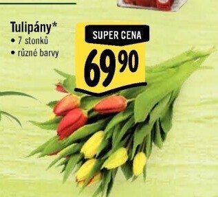 Řezané tulipány